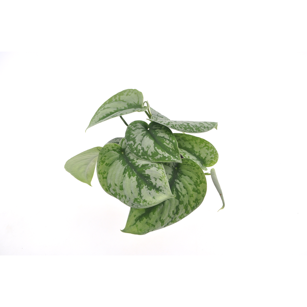 Scindapsus Trebi 12cm.