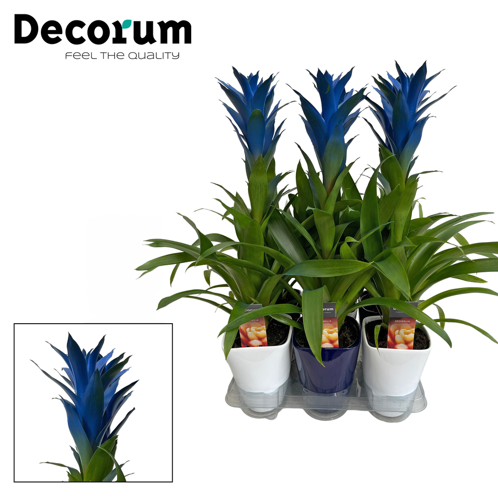 Guzmania Ocean Blue Luxe Keramiek BLUE & WHITE (De.