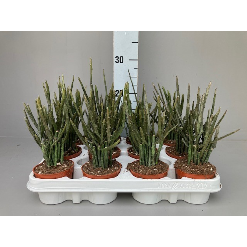 Euphorbia platyclada erecta.