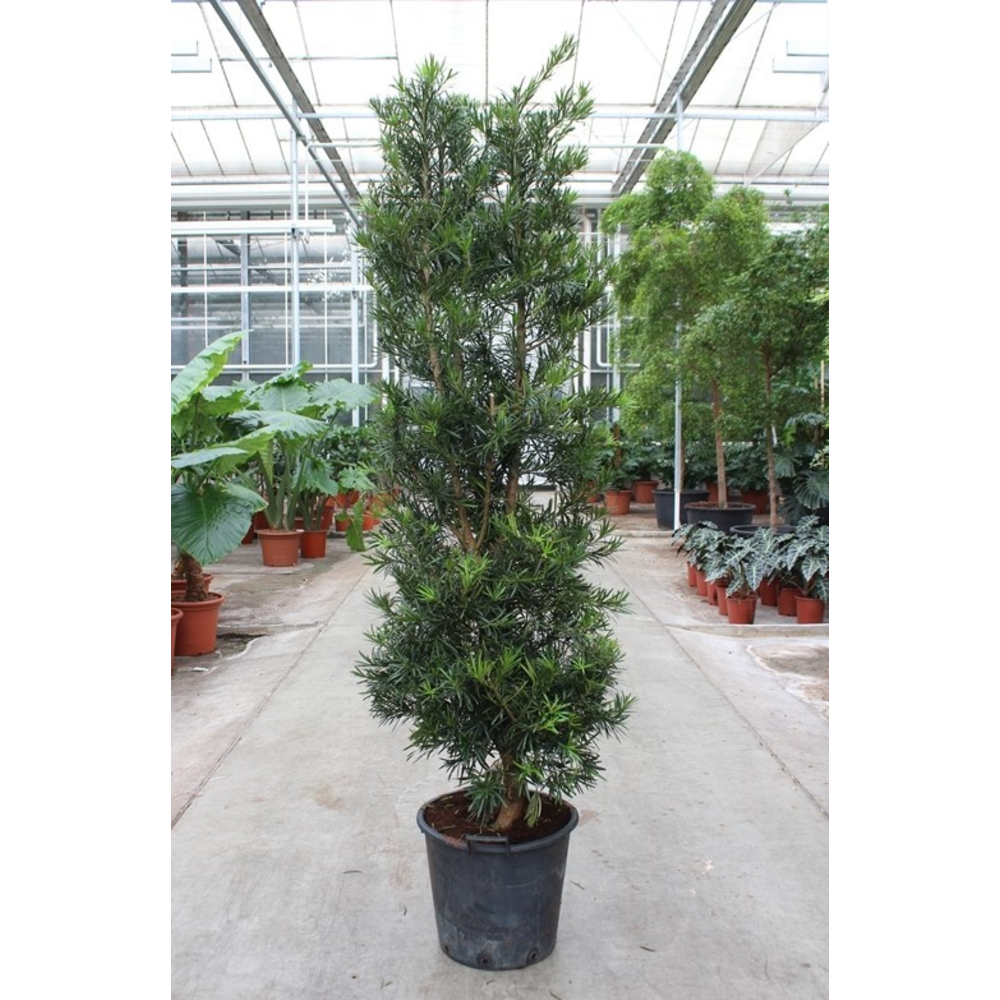 Podocarpus macrophylla.