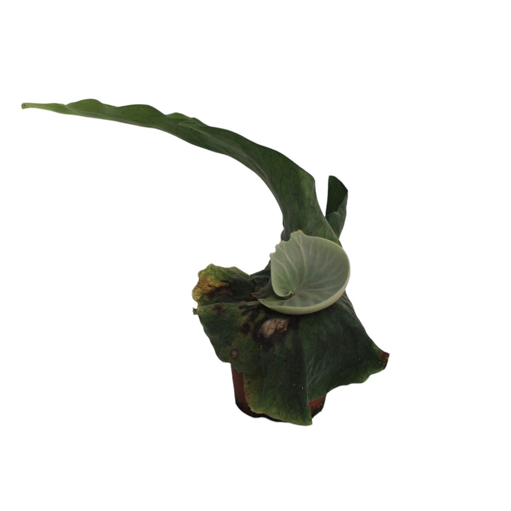 Platycerium Superbum (Giant Staghorn).