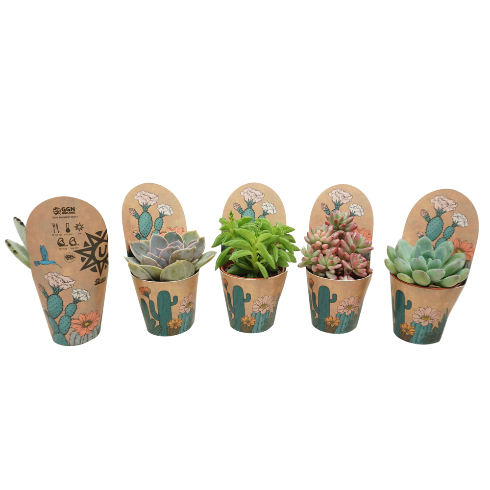 Succulenten mix 5,5 cm in Ubink potcover.