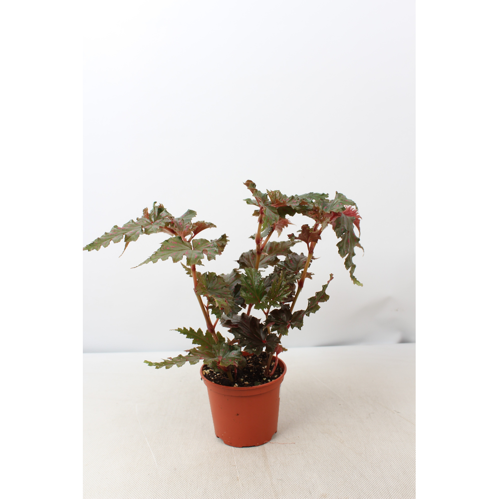Begonia Serratipetala 12 cm.