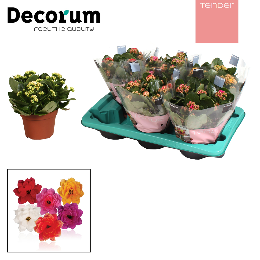 Kalanchoe Decorum TENDER - Serenity Mix.
