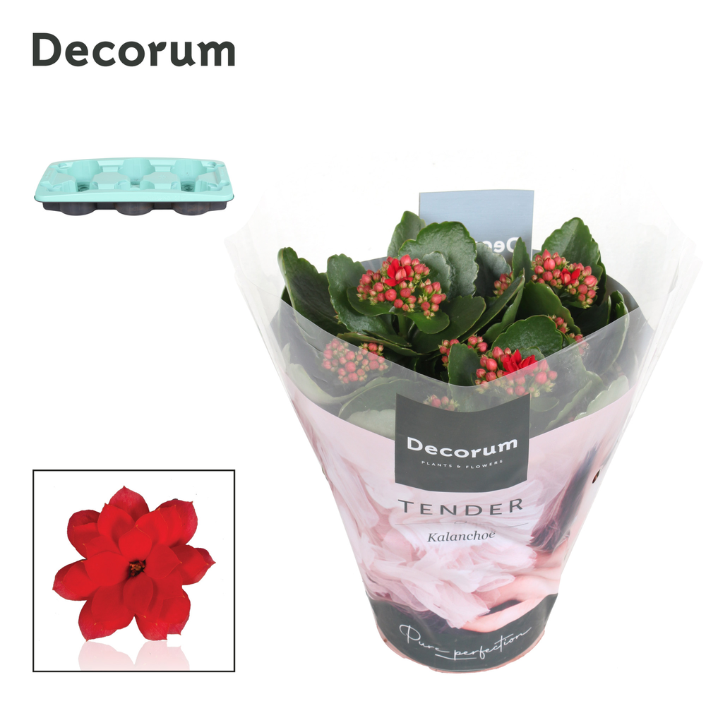 Kalanchoe Decorum TENDER - Serenity Light Red.