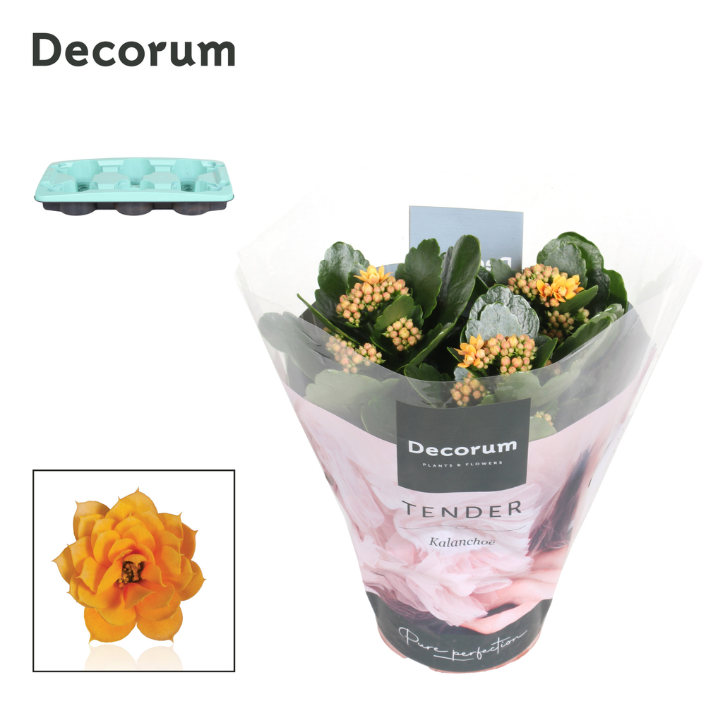 Kalanchoe Decorum TENDER - Serenity Gold.