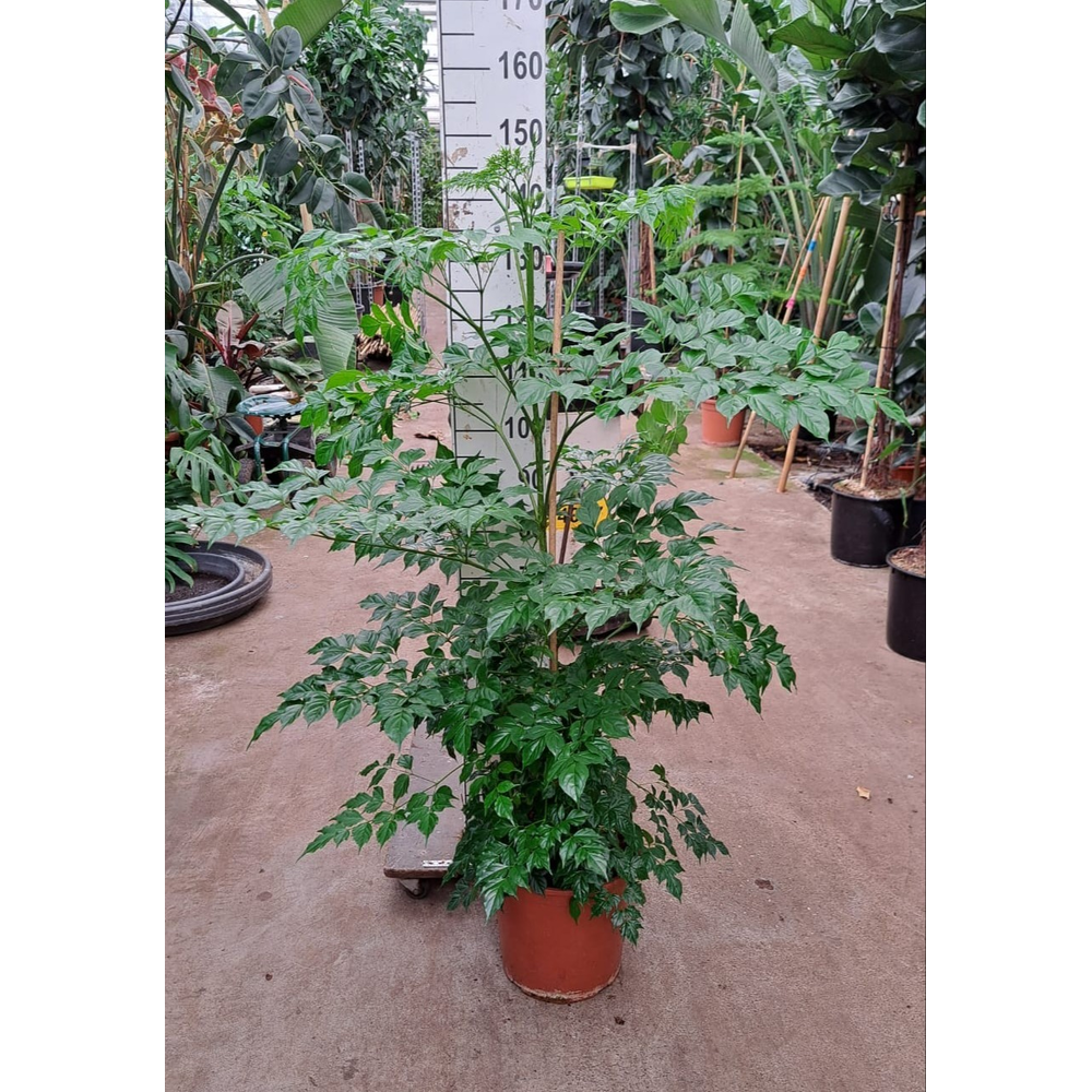 Radermachera sinica.