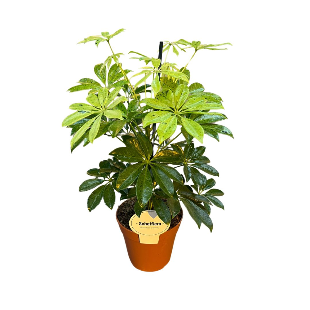 Schefflera Anna.