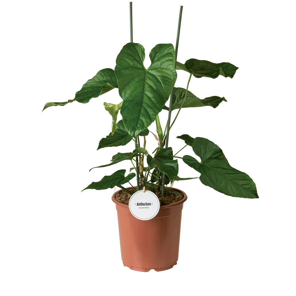 Anthurium Balaoanum.