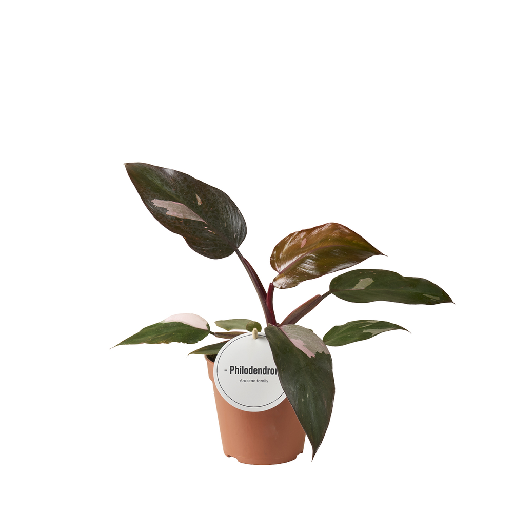 Philodendron Burgundy Princess.