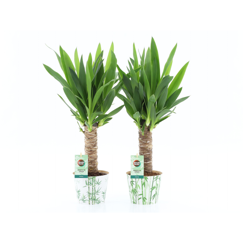Yucca 25cm Hout 3+ kop in Potcover Bamboo.