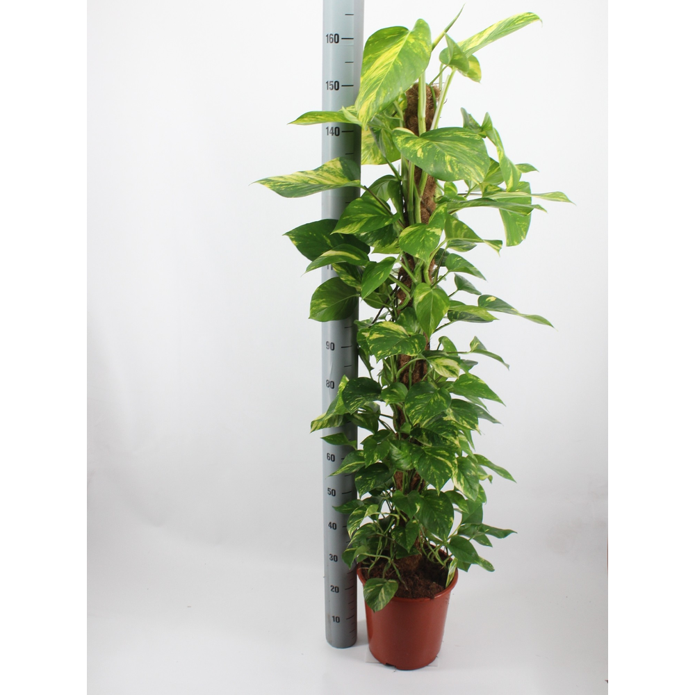 Epipremnum aureum 150 mosstok motera.