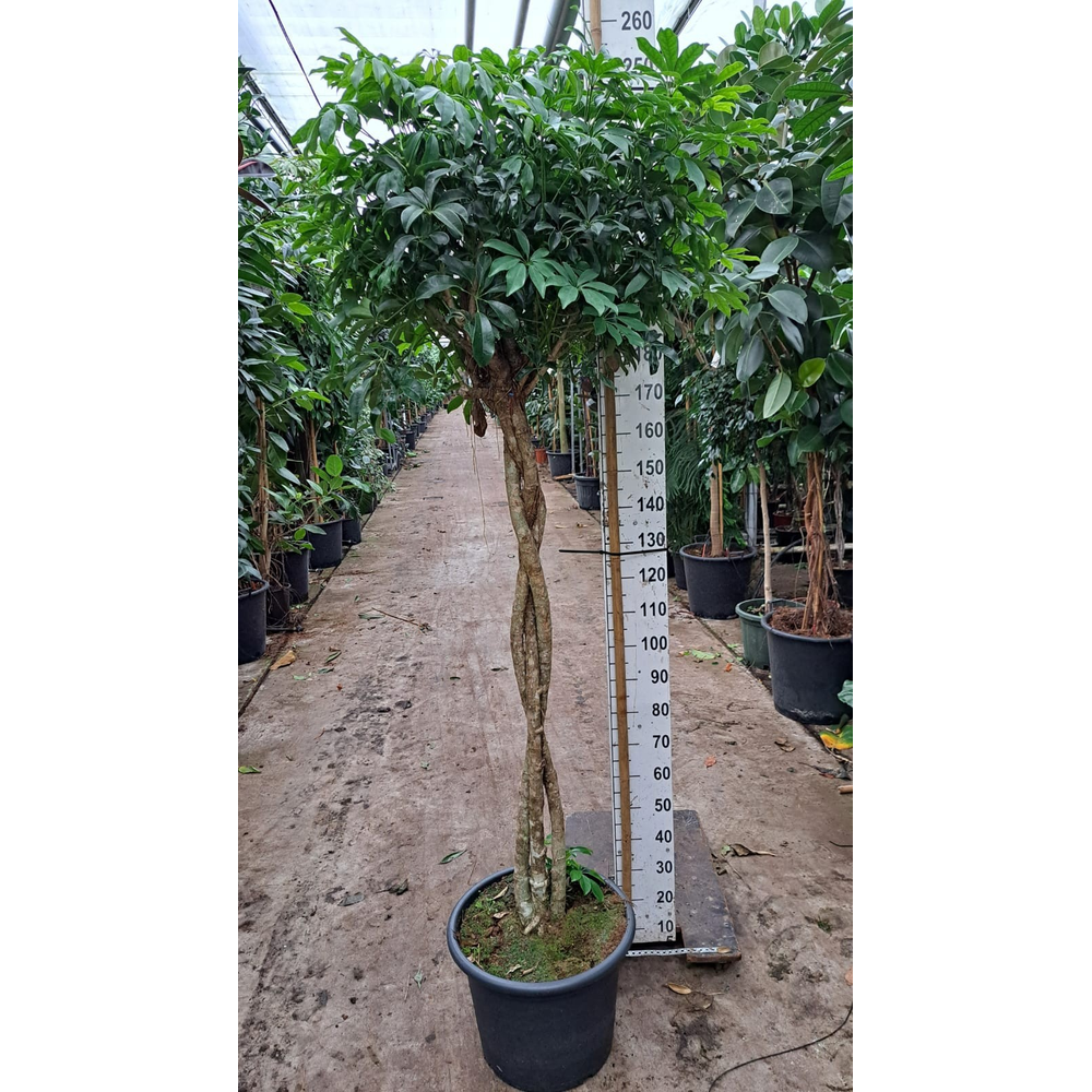 Schefflera Compacta gevlochten stam 240.