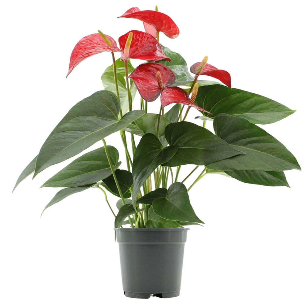 Anthurium Red Bull without sleeve.
