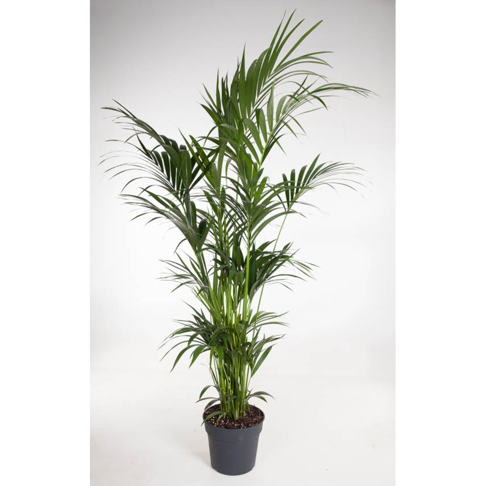 Howea Forsteriana(kentia) P34-190.