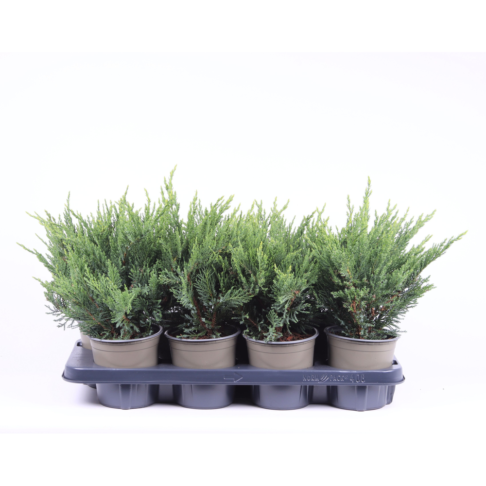 Juniperus sabina 'Tamariscifolia'.