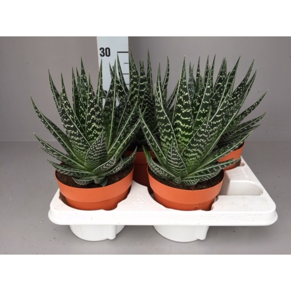 Aloe Tiki Tahi.
