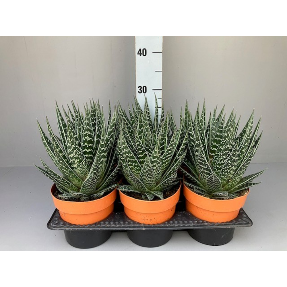 Aloe Tiki Tahi.