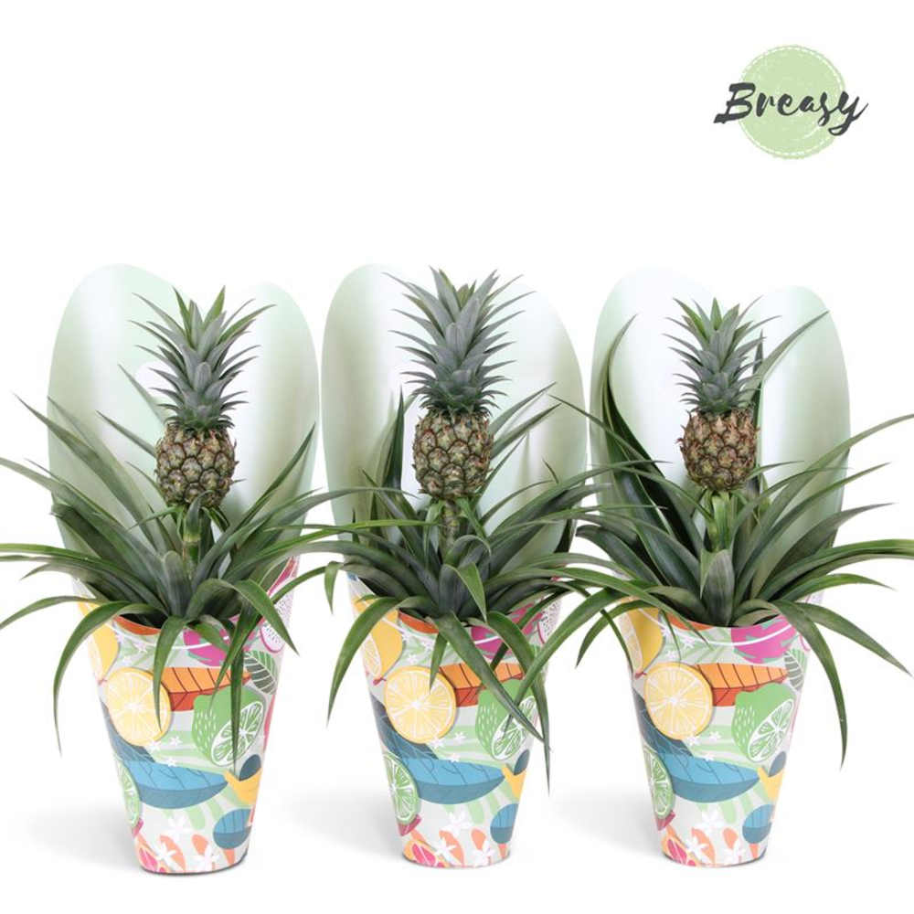 Ananas Mi Amigo Happy gift.