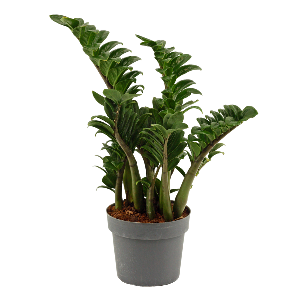 Zamioculcas Zenzi 17 cm, 4+ veren.