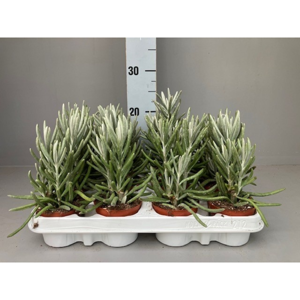 Senecio pyramidatus.