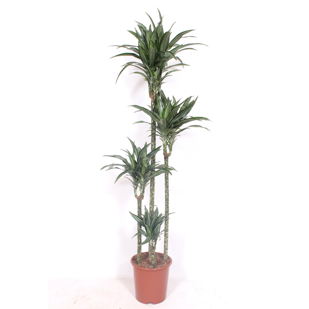 Dracaena Ulises 120-90-60-30.