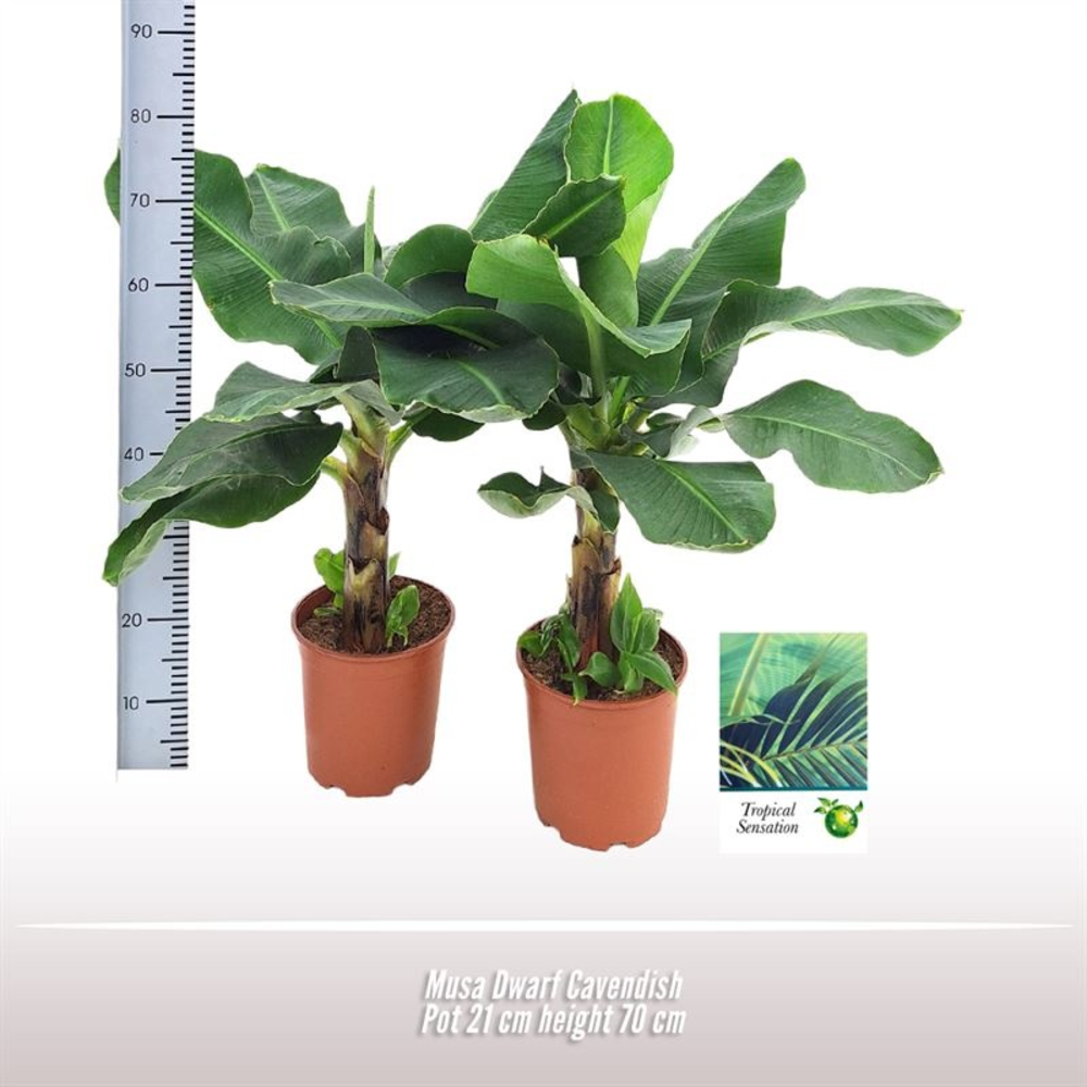 Musa Dwarf Cavendish.