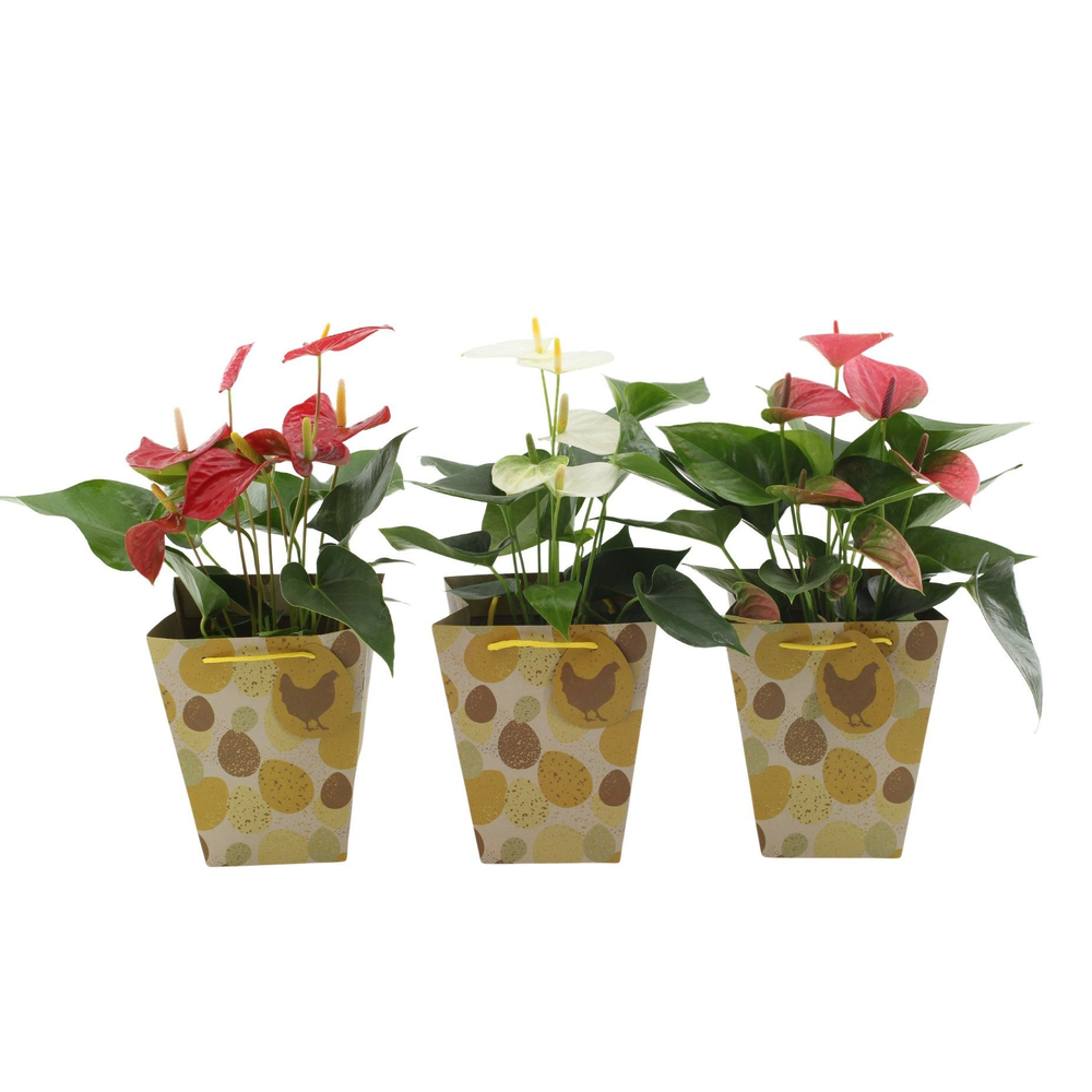 Anthurium 4 color in Egg Pun bag.