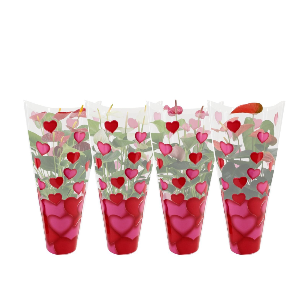 Anthurium 4 color mix in heart sleeve Lilly.