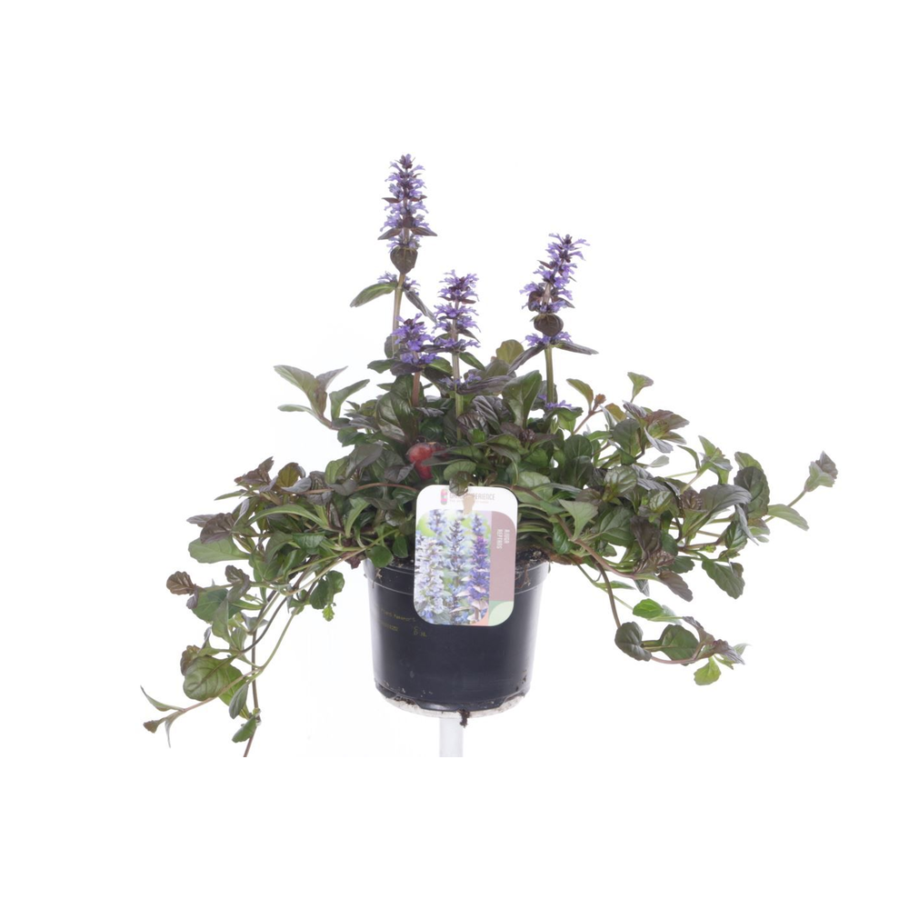 Ajuga reptans Braunherz.