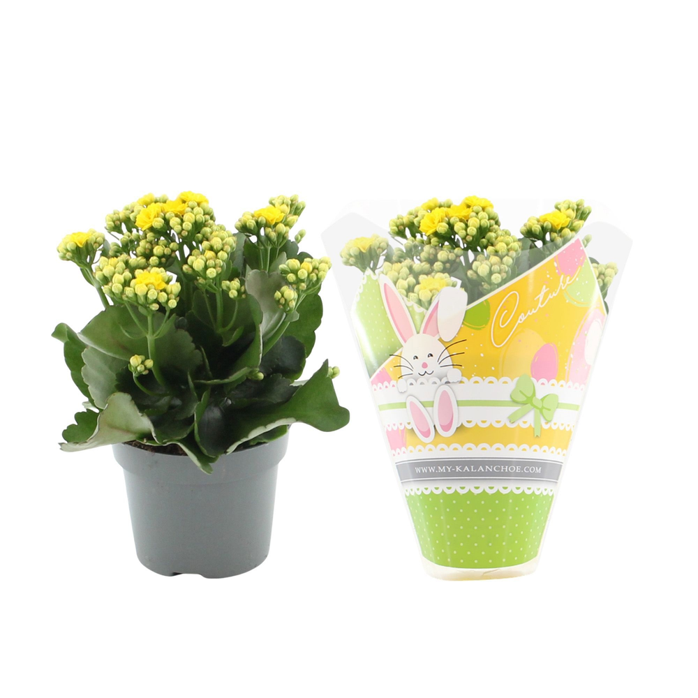 Kalanchoë Perfecta Yellow in Couture Easter sleeve.