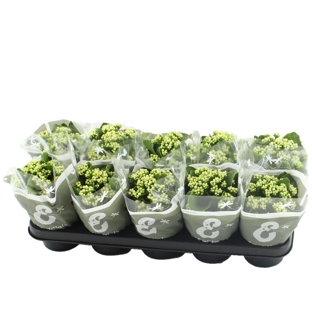 Kalanchoë Perfecta White in Essentials sleeve.