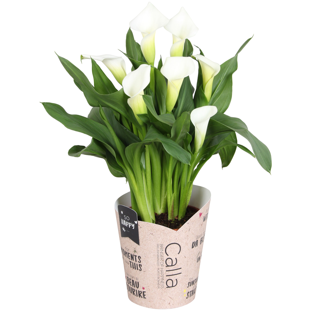 Zantedeschia Fresco SoHappyCalla wit met bruine gi.