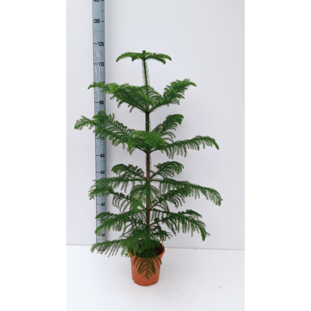 araucaria heterophylla.