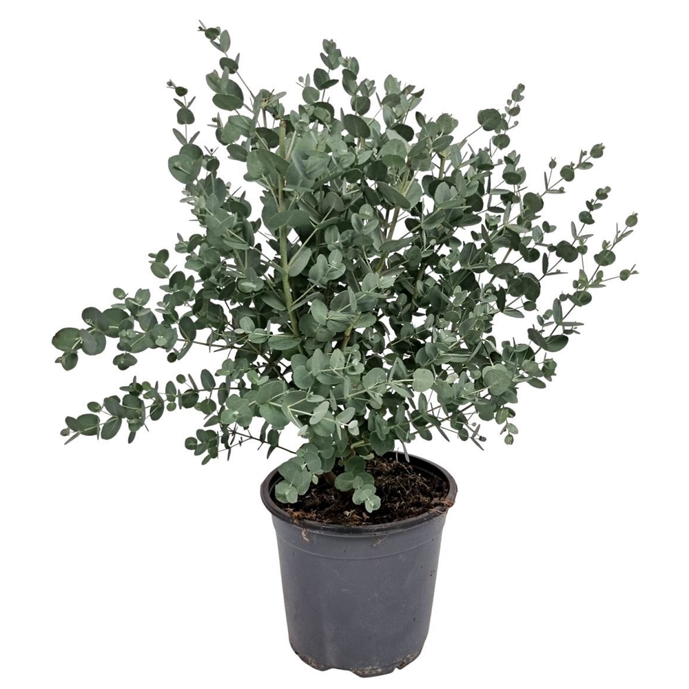 Eucalyptus Gunnii Bush.