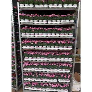 Dianthus I Love You.