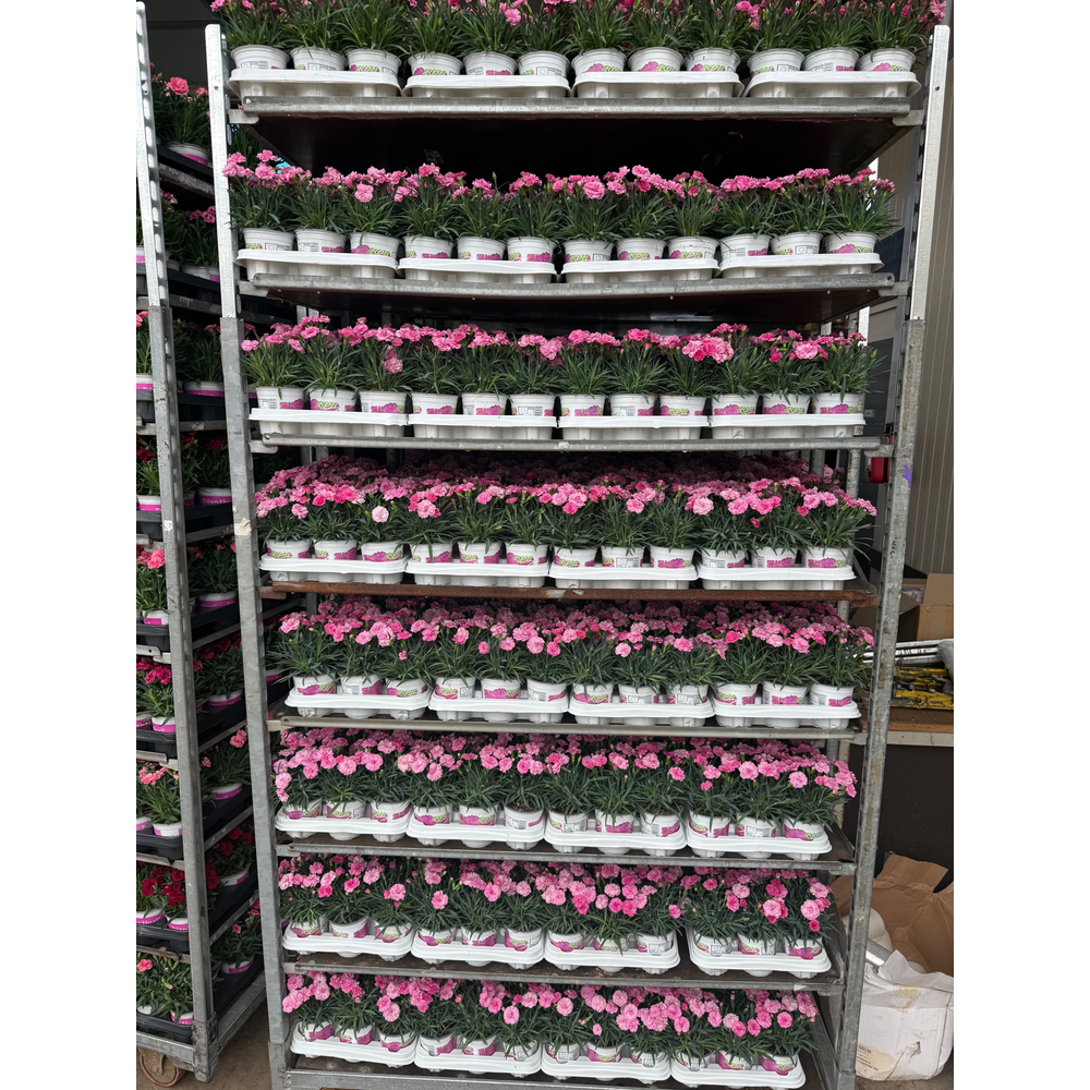 Dianthus I Love You.