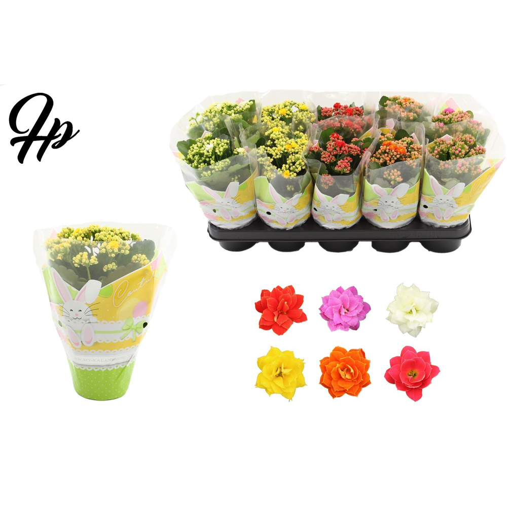 Kalanchoë 5 color mix in Couture Easter sleeve.