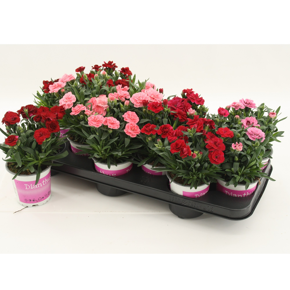 Dianthus Mixtray.