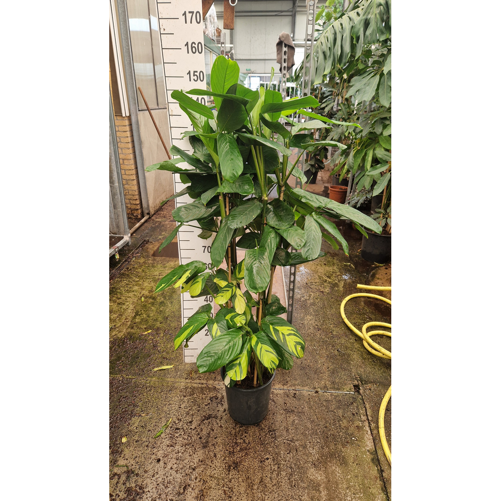 Ctenanthe Pilosa 'Golden Mosaic'.