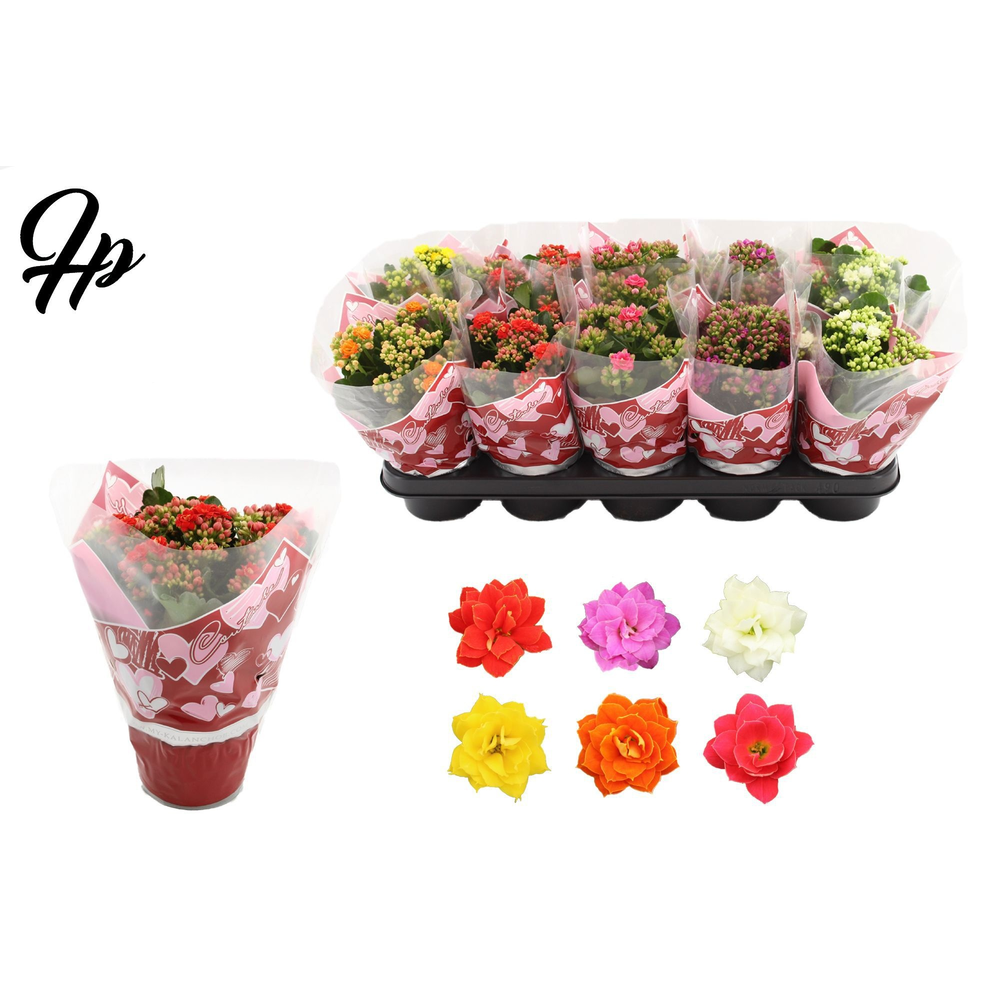Kalanchoë 5 color mix in Couture Heart sleeve.