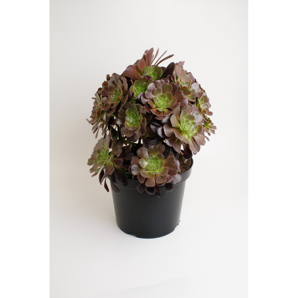 Aeoniumarboreumnigrum.