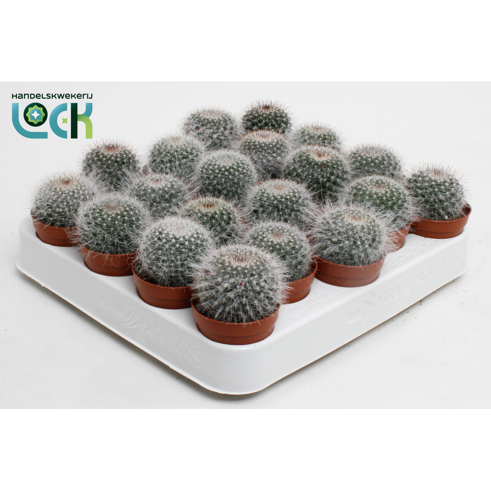 Mammillaria Hahniana.