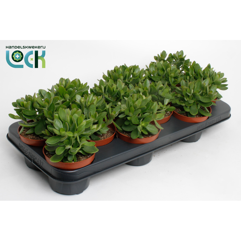 Crassula Money Maker.