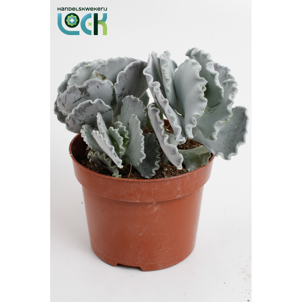 Cotyledon Undulata.