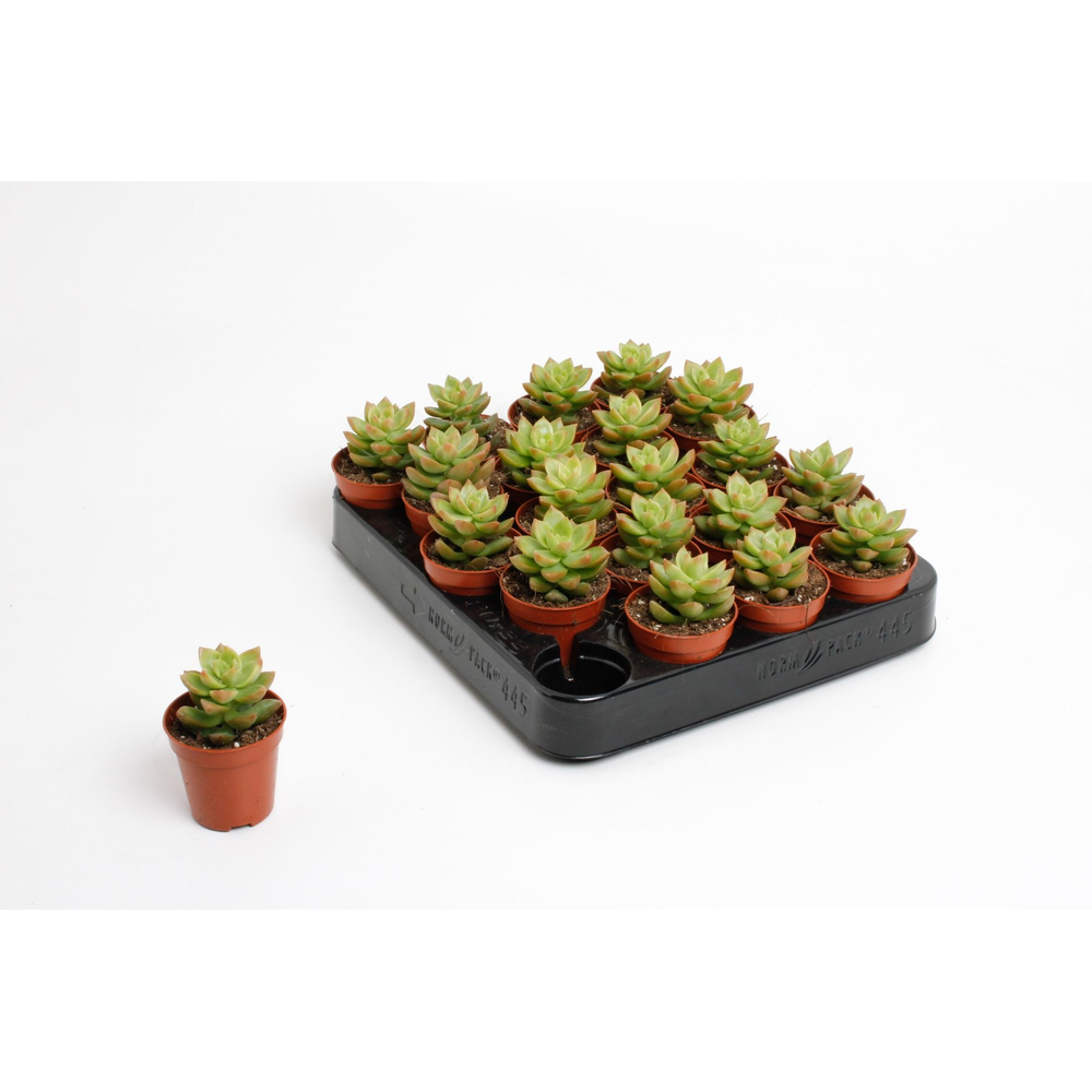 Sedum Nussbaumeriana.