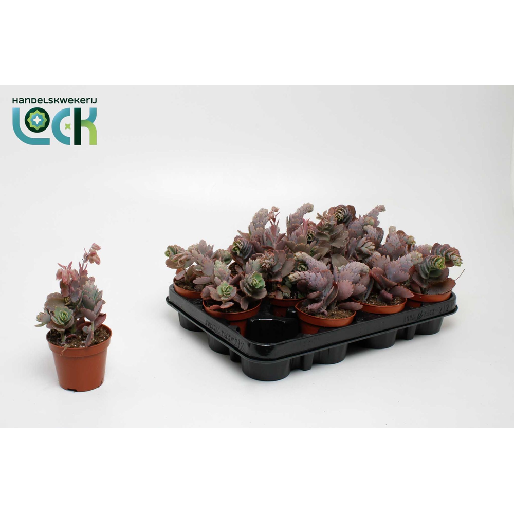 Kalanchoe Ameg.