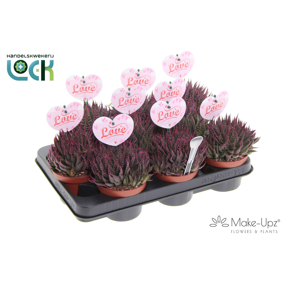 Aloë Aristata Make upz moederdag.