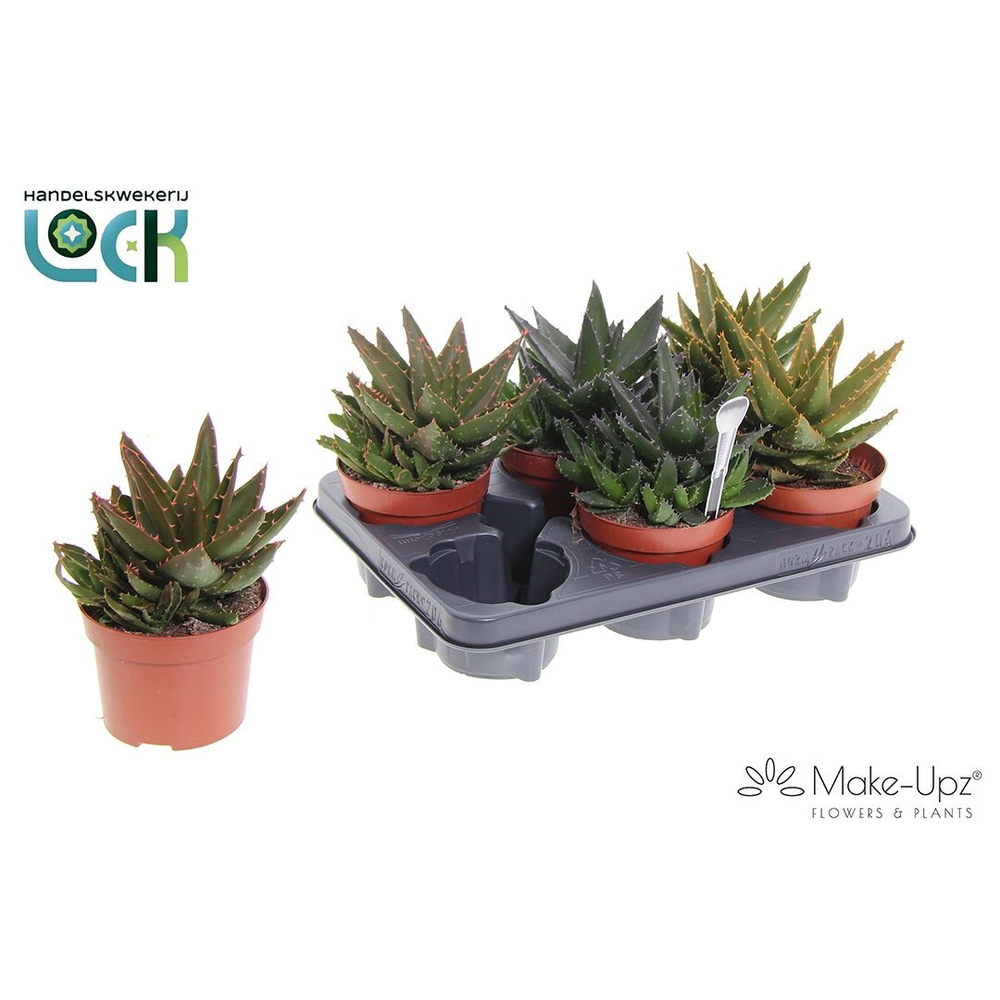 Aloe Mitriformis Make Upz.