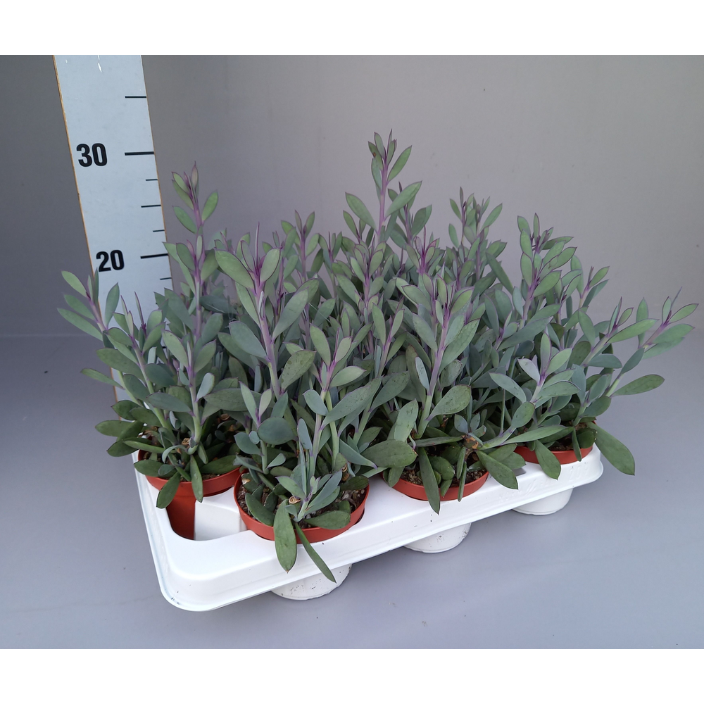 Senecio crassisimus 10.5.